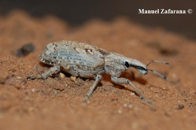 Curculionidae da determinare: Rhytideres plicatus